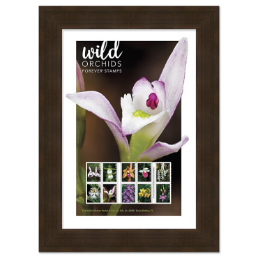 Wild Orchids Framed Stamps