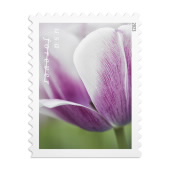 Tulip Blossoms USPS Forever Postage Stamp 2 Books of 20 US First Class  Postal Flower Spring Wedding Holiday Celebrate Announcement Party (40  Stamps)