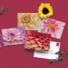 Dahlias Cards