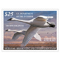 2016-2017 Federal Duck Stamp, Trumpeter Swan Duck