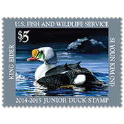 King Eider Junior Duck