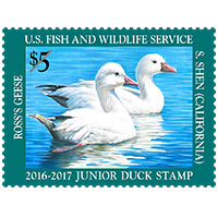 Jr Duck Ross's Geese 2016-2017