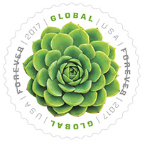 Global: Green Succulent