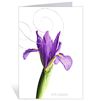Assorted Sympathy Cards