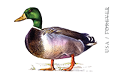 Image of Mallard Stamped Postcard