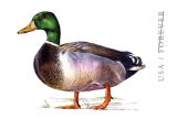 Mallard Stamped Postcard