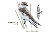 Bank Swallow Forever