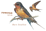 Image of Barn Swallow Forever