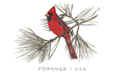 Image of Northern Cardinal Forever